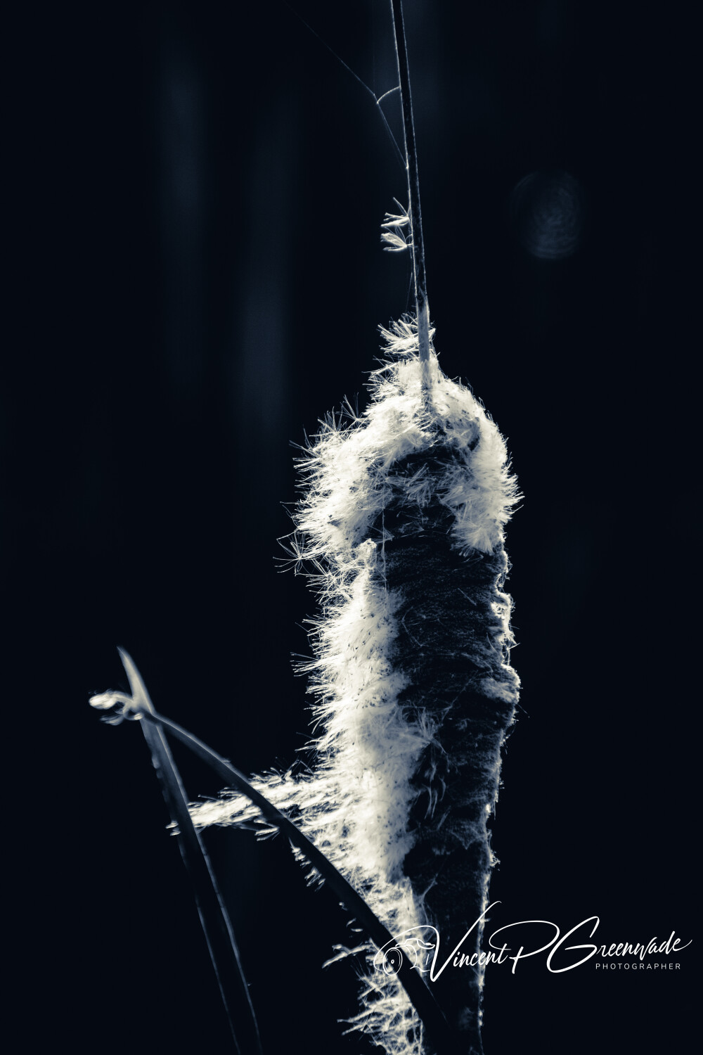 Narrowleaf Cattail - Typha angustifolia