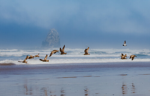 Flight of the Curlews