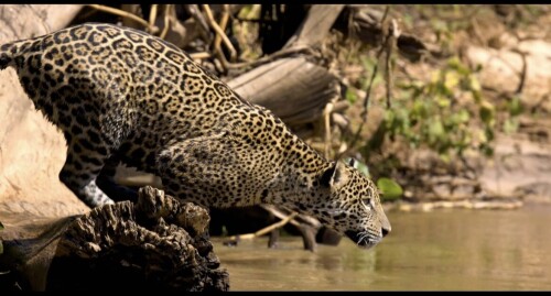 Jaguar